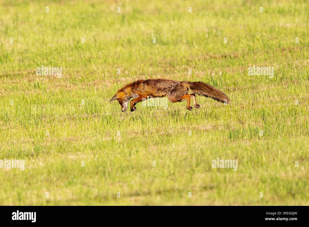 Volpe rossa che si lancia in un prato Foto Stock