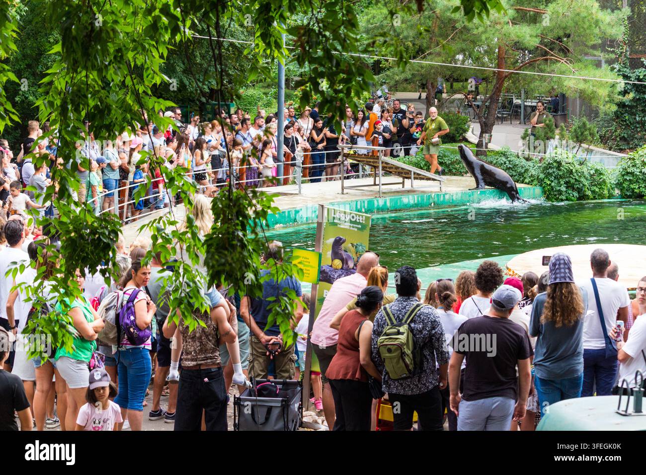 Spettacolo di addestramento dei leoni marini, Zoo di Budapest, Budapest, Ungheria Foto Stock