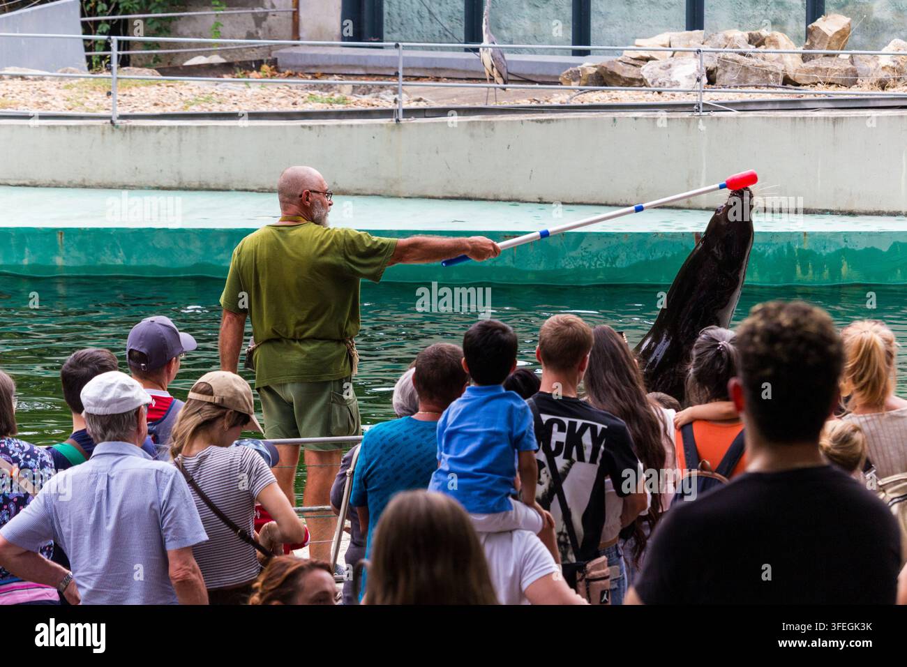 Spettacolo di addestramento dei leoni marini, Zoo di Budapest, Budapest, Ungheria Foto Stock