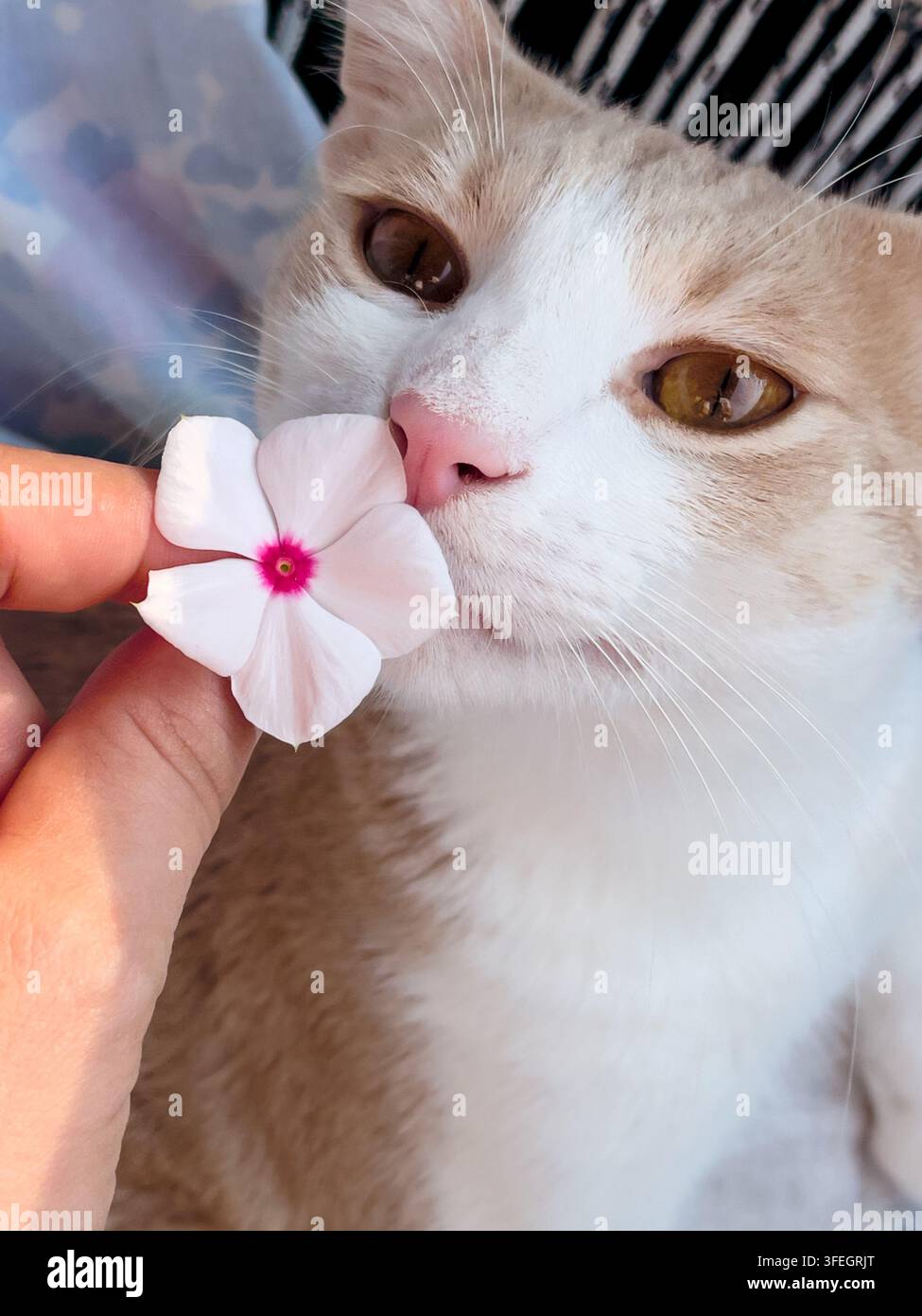 Gatto adorabile con un fiore accanto al viso, che crea un ritratto di animale domestico giocoso e affascinante. - Immagine stock catturata con smartphone