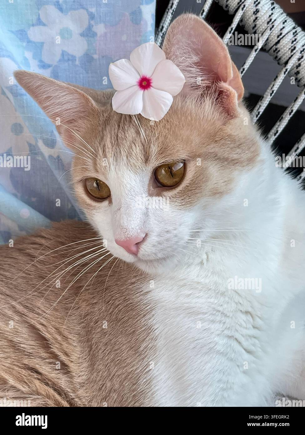 Gatto adorabile con un fiore accanto al viso, che crea un ritratto di animale domestico giocoso e affascinante. Foto Stock