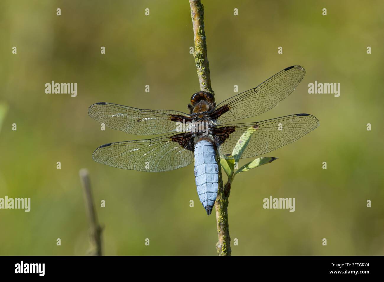 Plattbauch, Männchen, Plattbauch-Libelle, Plattbauchlibelle, Libellula depressa, Platetrum depressum, Chaser di grandi dimensioni, Broadbodied Chaser, Broad b Foto Stock