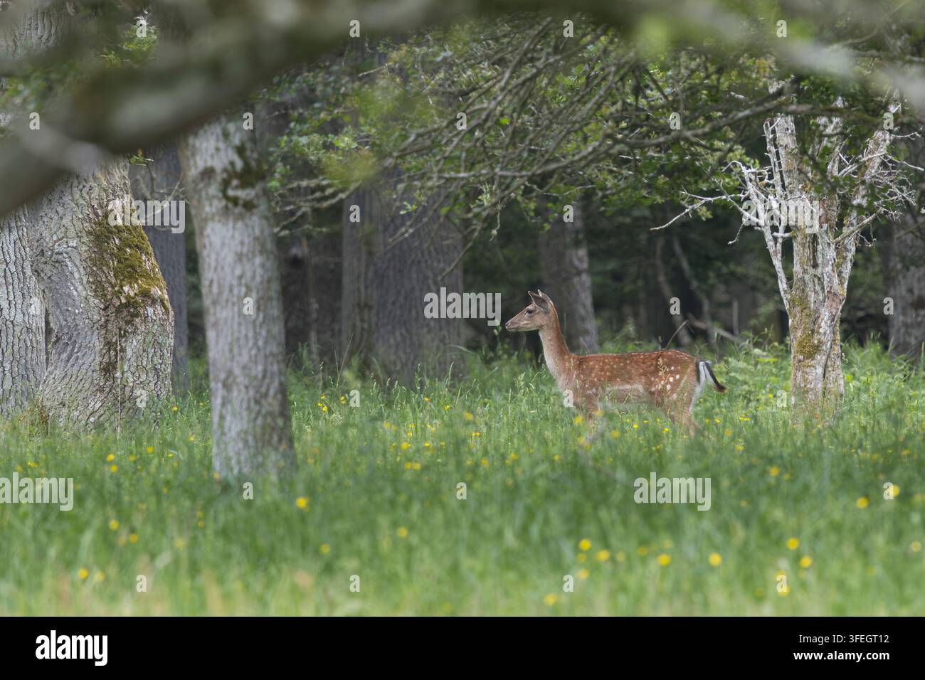 Cervo dama, Cervo dama, Cervo dama, Femmina, Vacca, Cervo dama, Cervus dama, Dama dama, Cervo dama, Cervo dama europeo, Cervo dama comune, Femmina, Capra, L Foto Stock