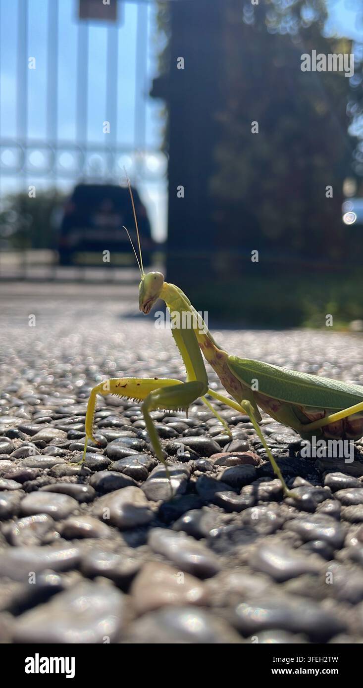Vista ravvicinata di una mantide religiosa in Italia, che mostra il corpo dettagliato, le caratteristiche distintive e l'aspetto naturale di questo insetto affascinante - Immagine stock catturata con smartphone