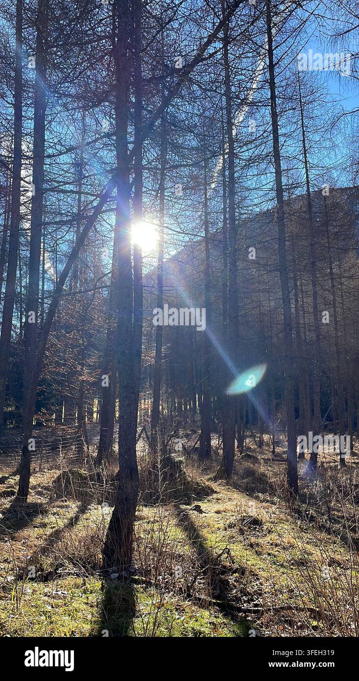 Strada panoramica attraverso l'Austria circondata da foreste sempre verdi e montagne alpine innevate sotto la luce intensa del sole. - Immagine stock catturata con smartphone