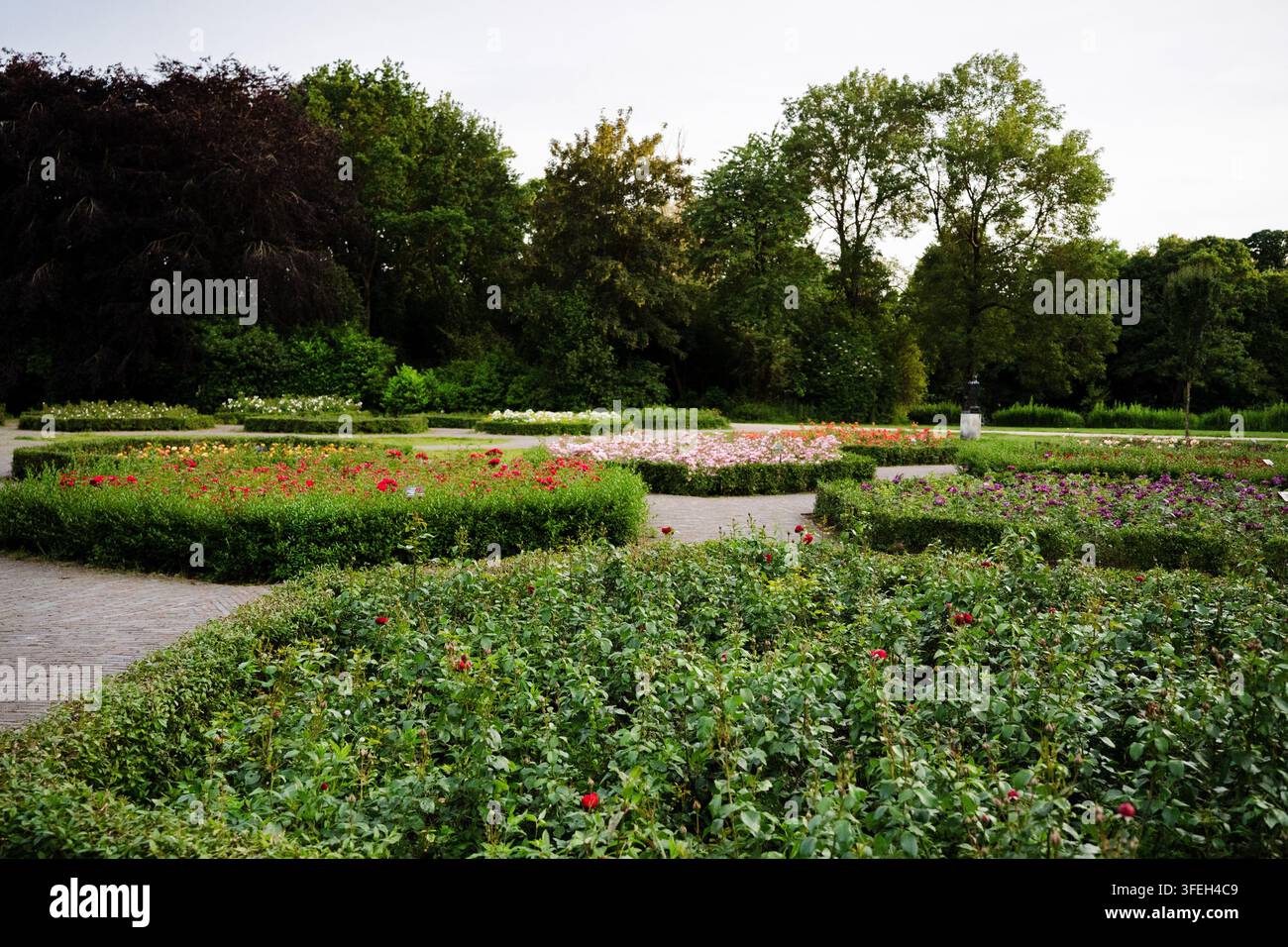 Aiuoli di rose colorati in un giardino pubblico progettato Foto Stock
