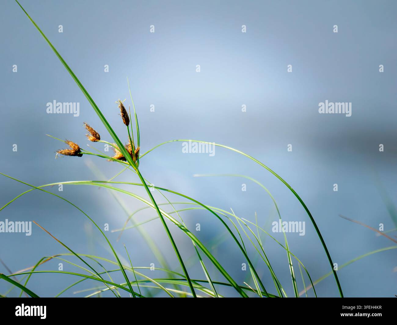 Erba verde rigogliosa che si erge con teste di seme marroni su uno sfondo di acqua blu grigio morbido, catturando la tranquillità della natura Foto Stock