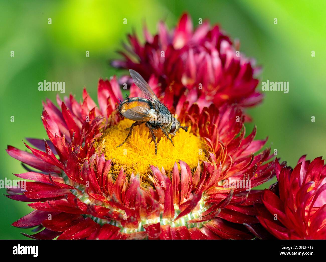 Tachina fera - Tachinide comune estate di agosto Norfolk Foto Stock