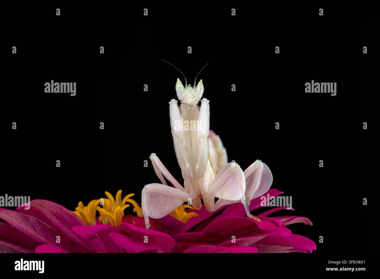 Mantide religiosa bianca su un fiore rosa vivace Foto Stock