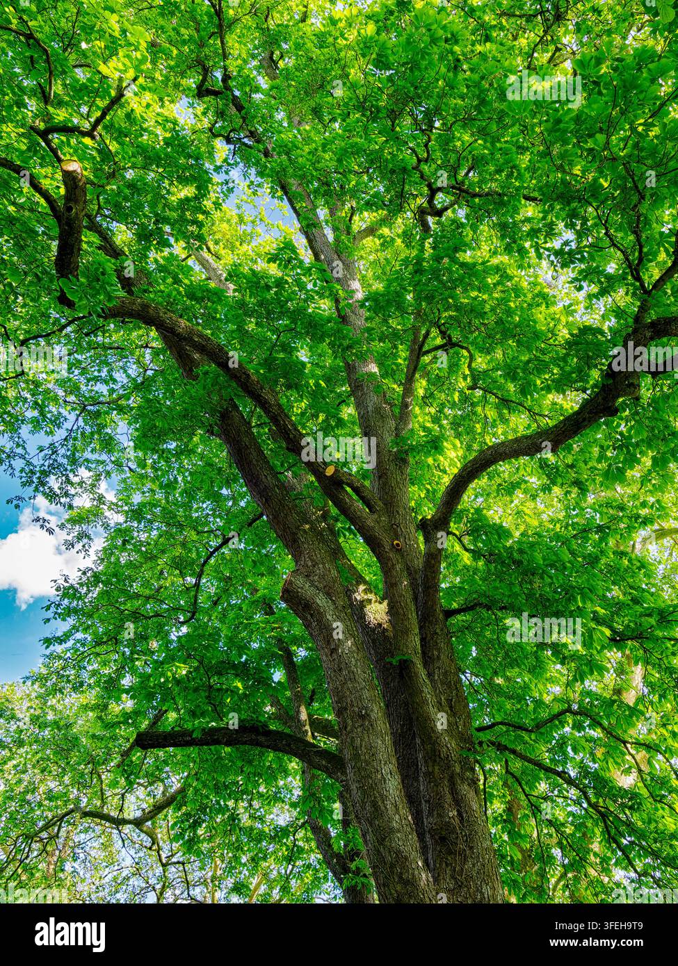Tronco alto di albero con foglie verdi lussureggianti e rami che si protendono verso il cielo blu brillante. Rappresenta natura, crescita e ambiente Foto Stock