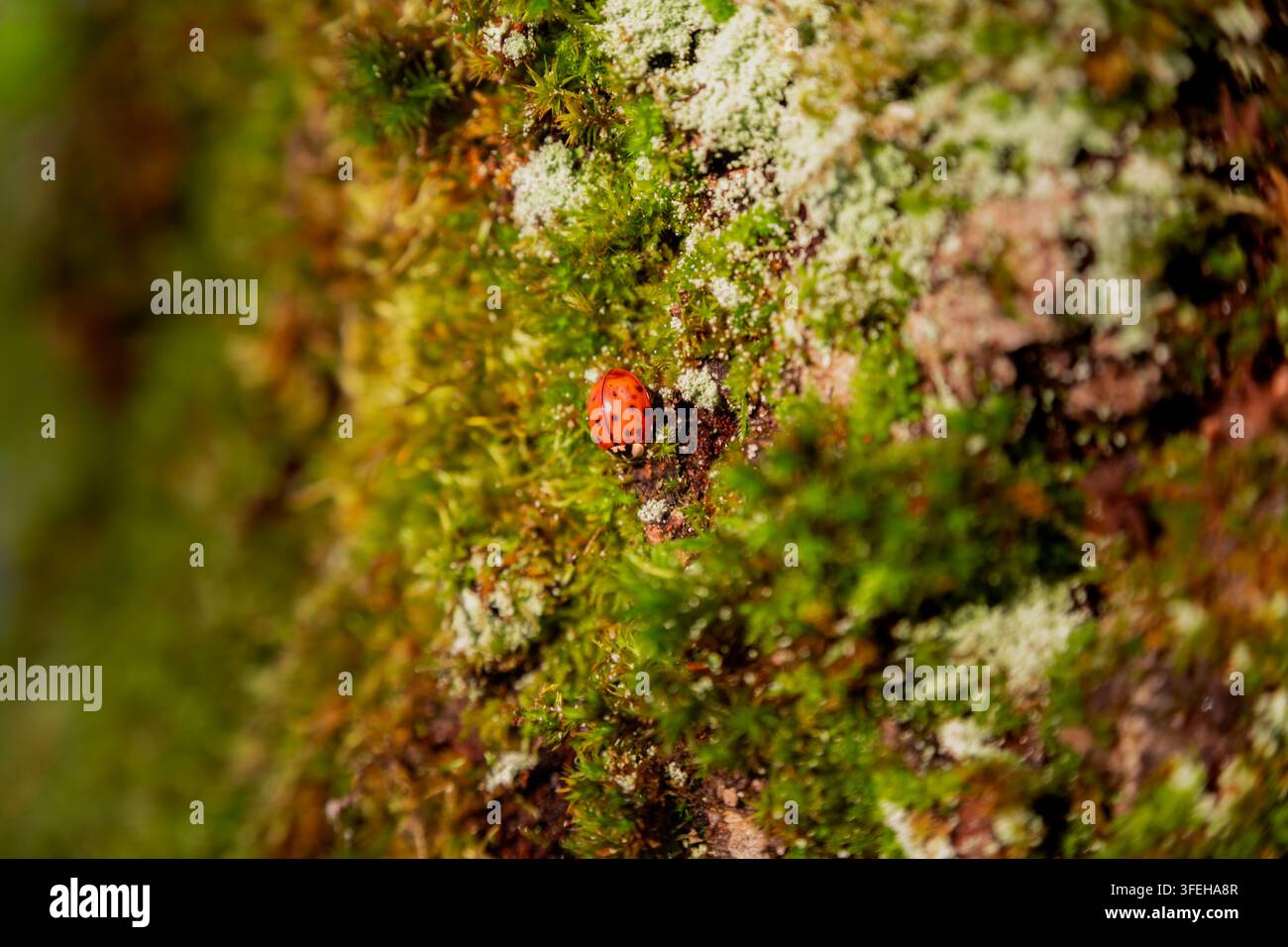 Coccinella rossa brillante si riposa su muschio verde e licheni che ricoprono un tronco di legno in uno scatto macro ravvicinato della natura. Foto Stock