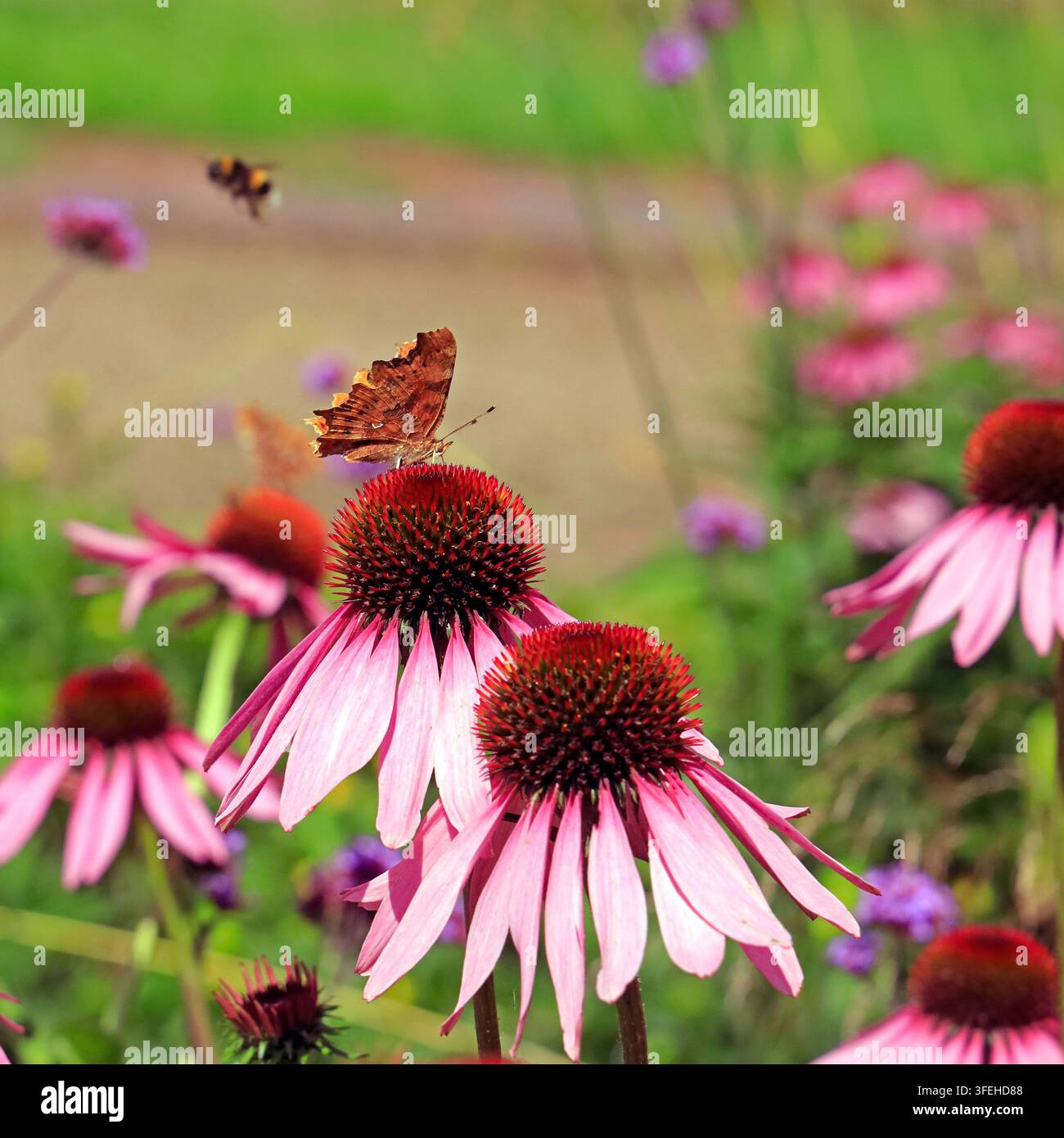 Farfalla comma (Polygonia c-album) che si nutre su un fiore di echinacea purpurea con le ali aperte - vista dorsale - bombo in lontananza Foto Stock