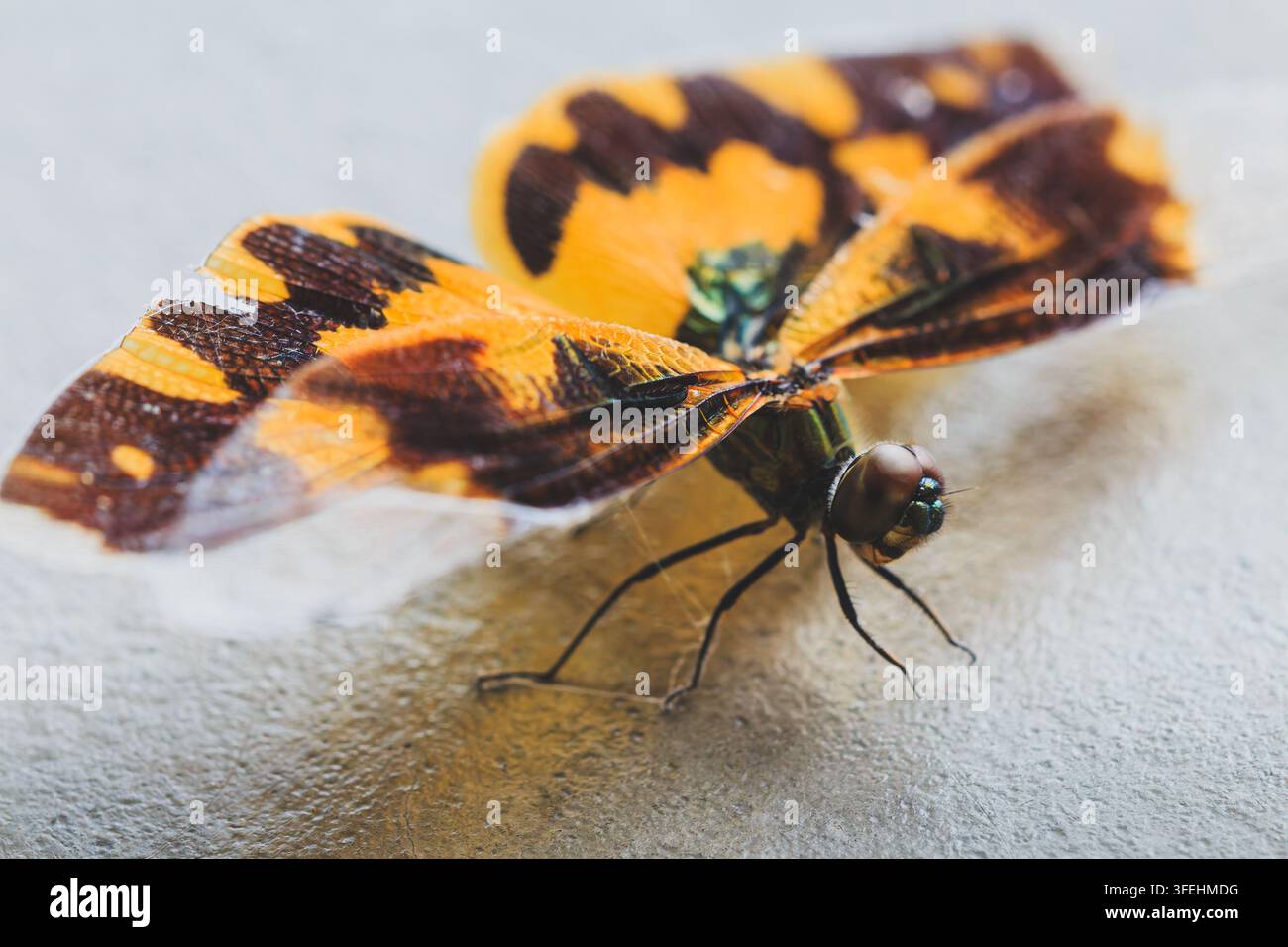 Colpo macro di una libellula a motivi giallo e neri che riposa su una superficie piana, catturata per la fotografia di stock commerciale della natura e degli insetti. Foto Stock