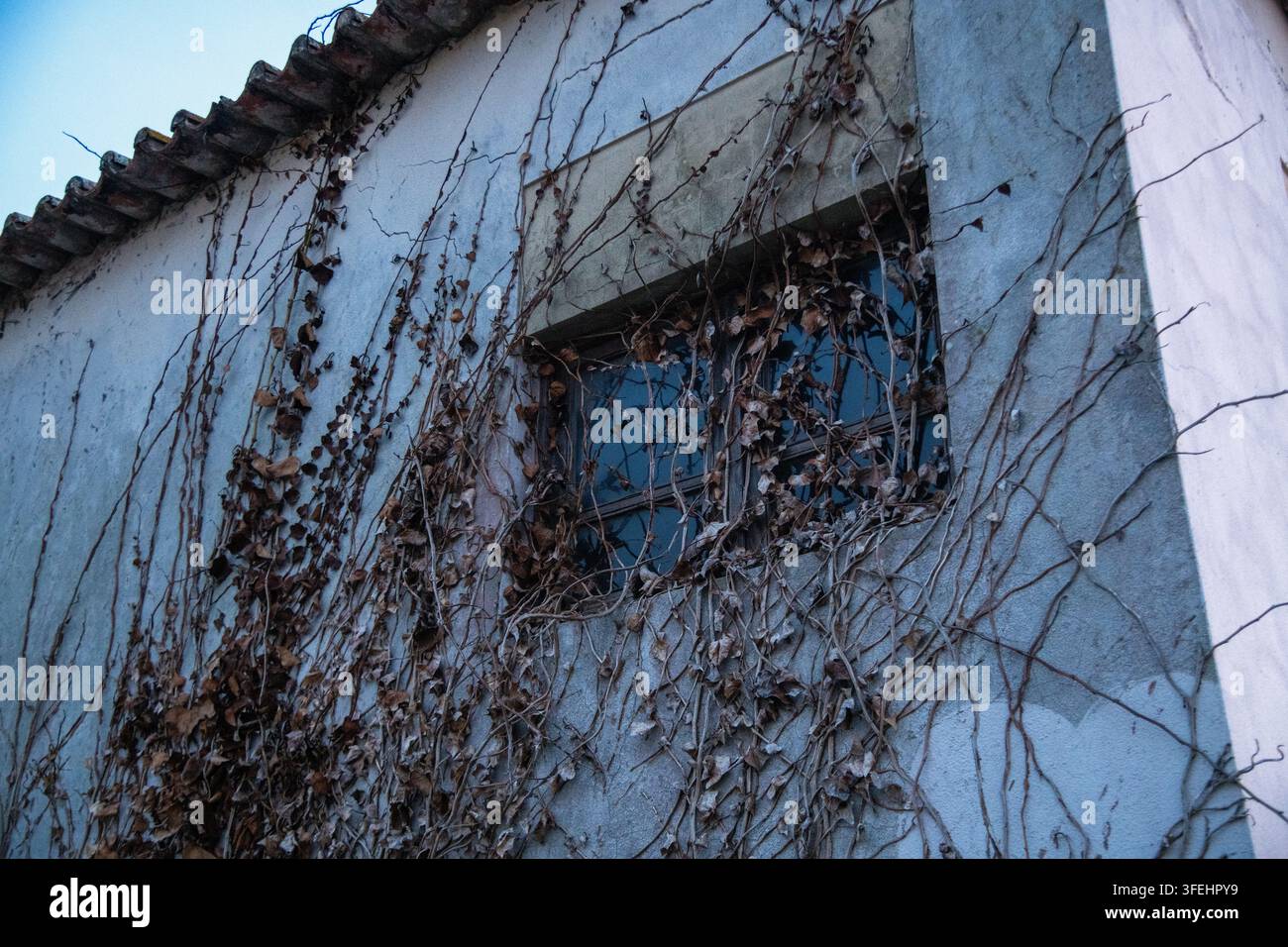 Un piano basso esterno di viti rampicanti secche e marroni ed edera che coprono un muro di cemento invecchiato e una finestra di vetro di una vecchia casa con tetto di tegole. Rusti Foto Stock