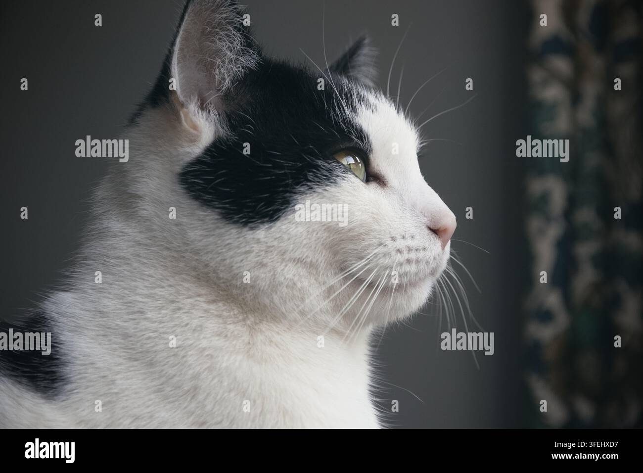 Ritratto di un gatto bianco e nero, primo piano Foto Stock