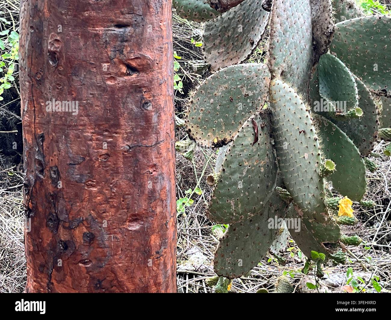 Il fusto legnoso di un cactus arboreo appartenente alla famiglia dei cactus fichi Foto Stock