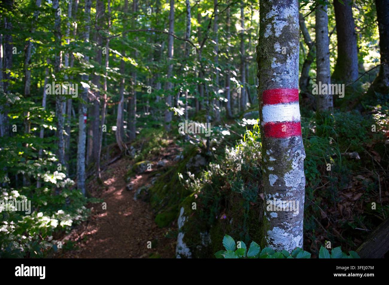 Segnale di sentiero austriaco dipinto di rosso e bianco su un tronco d'albero lungo un sentiero boschivo illuminato dal sole nella foresta montana di Bad Goisern. Foto Stock
