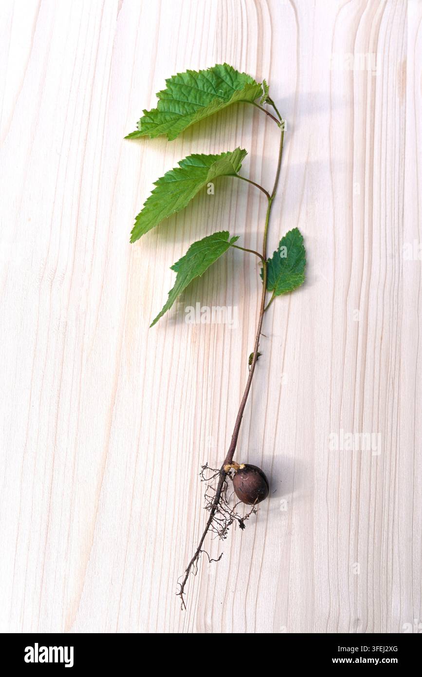 piantina di nocciola, radice Foto Stock