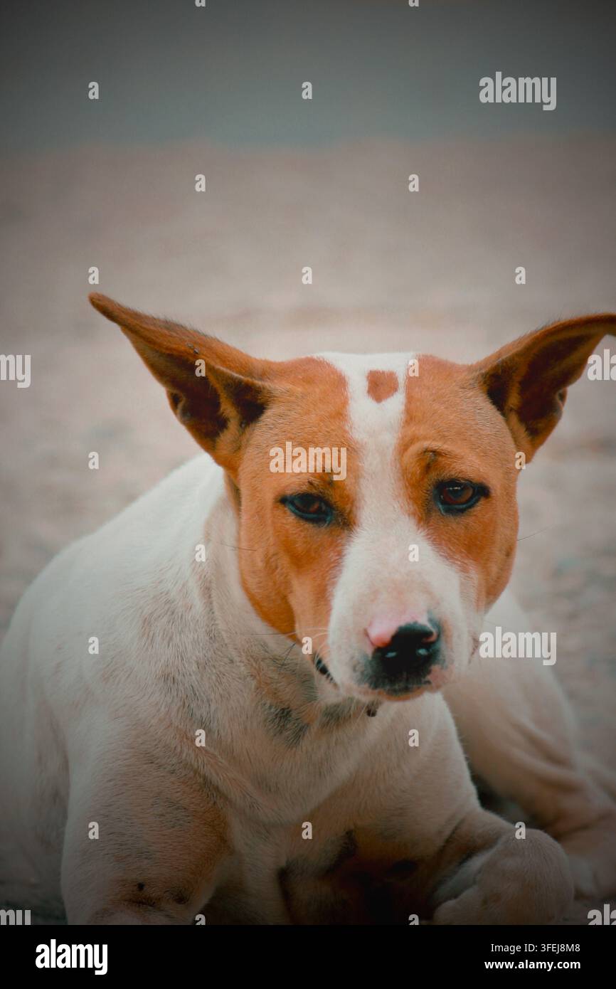 Ritratto di un cane randagio marrone e bianco sdraiato a terra, vigile con le orecchie sollevate e uno sguardo diretto Foto Stock