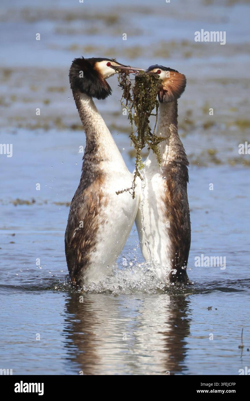 Coppia di trabaccolo maggiore che esegue una parata nuziale su acqua dolce calma, mostrando movimenti sincronizzati e comportamento di legame di coppia. Foto Stock