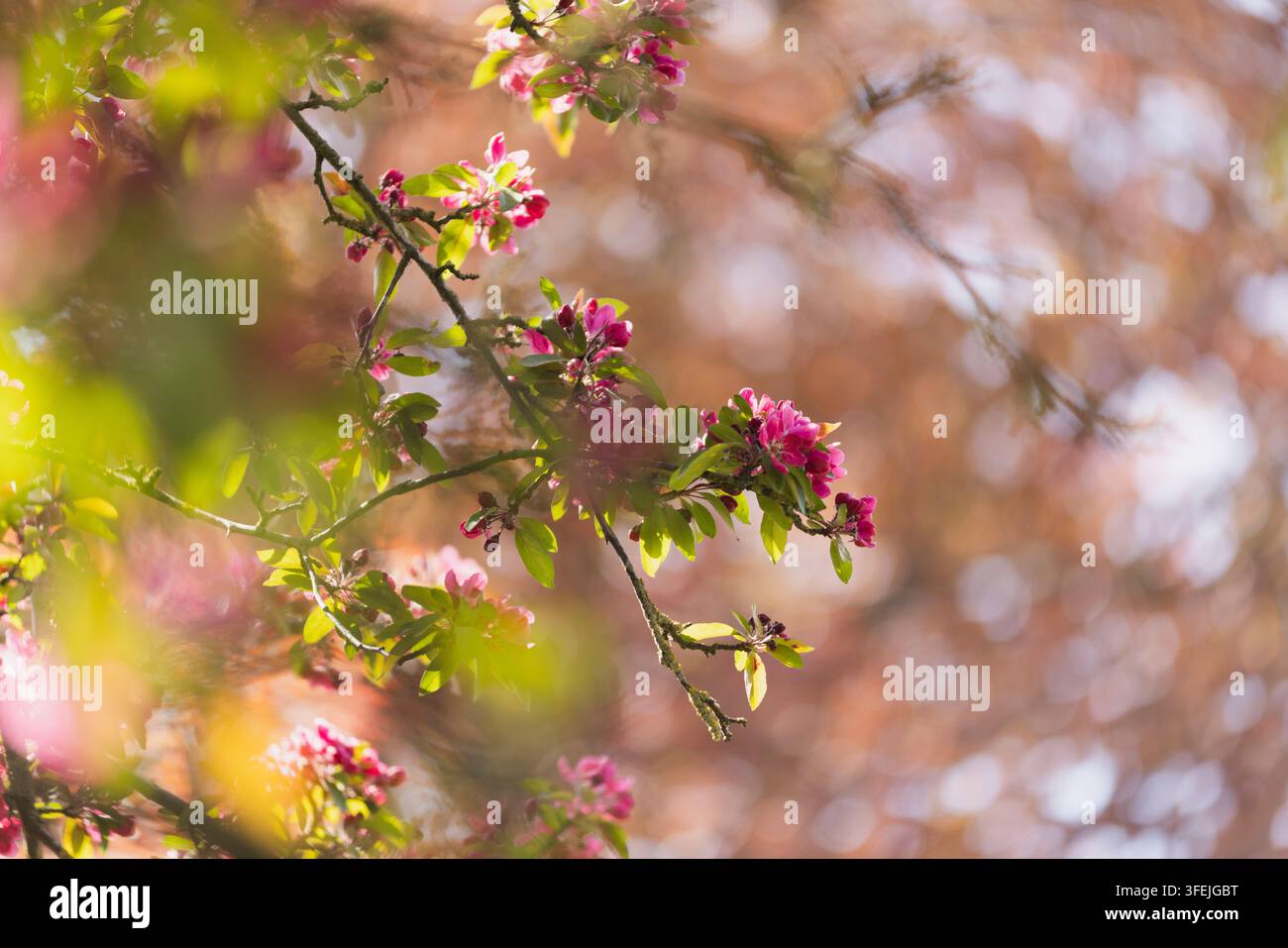 Fiori di melo rosa, Malus Foto Stock
