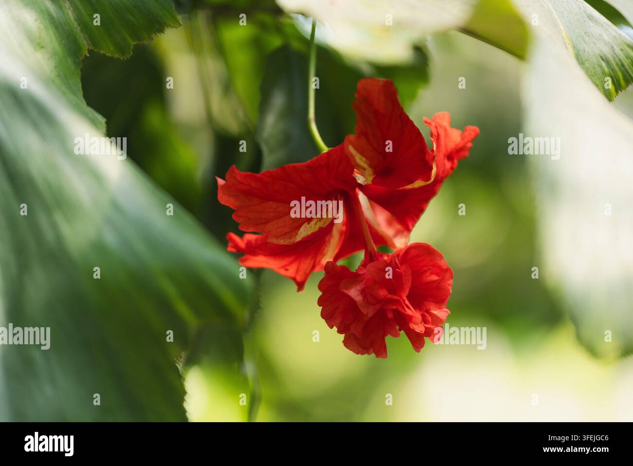 Ibisco frastagliato, Hibiscus schizopetalus, una pianta pendente con petali frastagliati nella serra tropicale Foto Stock