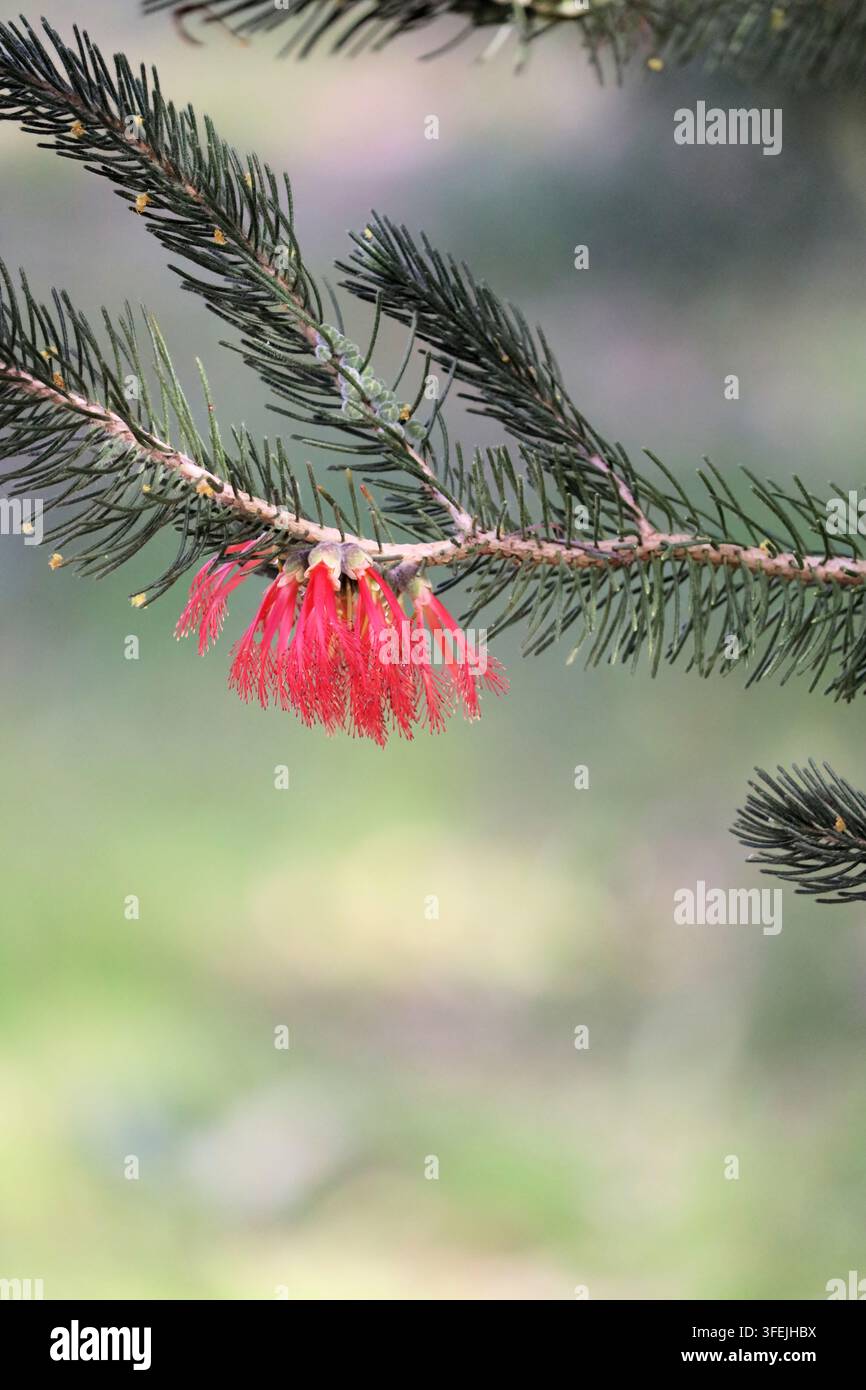 Stelo isolato del Calothamnus quadrifidus (spazzola a un lato) in fiore Foto Stock