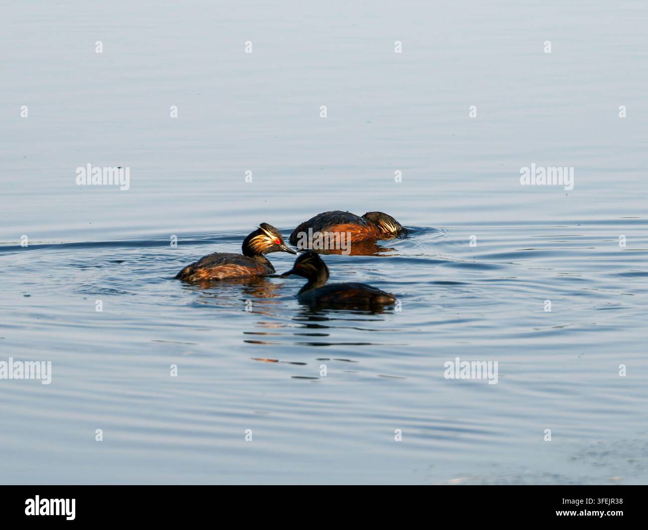Tre Podiceps nigricollis che nuotano insieme su acque calme. Foto Stock