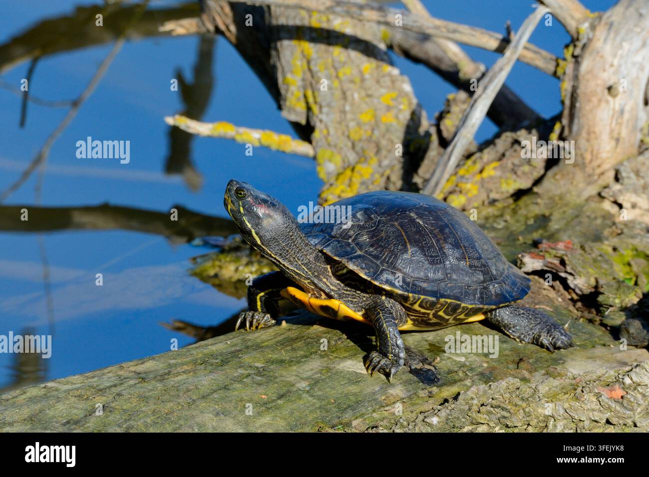 Tartaruga dalle orecchie rosse, Trachemys scripta elegans. Specie invasiva, originaria del Nord America, Aiguamolls de l'Emporda, riserva naturale, Costa Brava, Catalogna Foto Stock