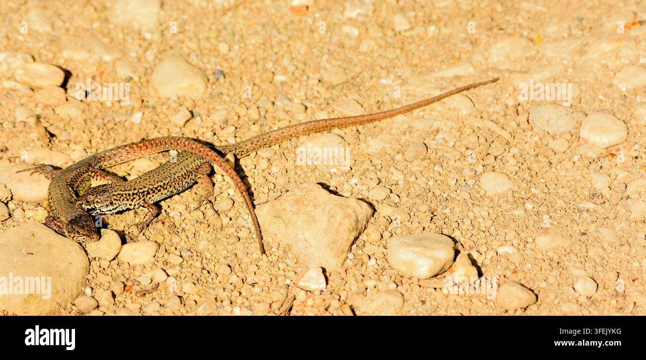 Sauridi murali, Podarcis muralis, in accoppiamento, Aiguamolls de l'Empoda, riserva naturale, Costa Brava, Catalogna, Spagna Foto Stock