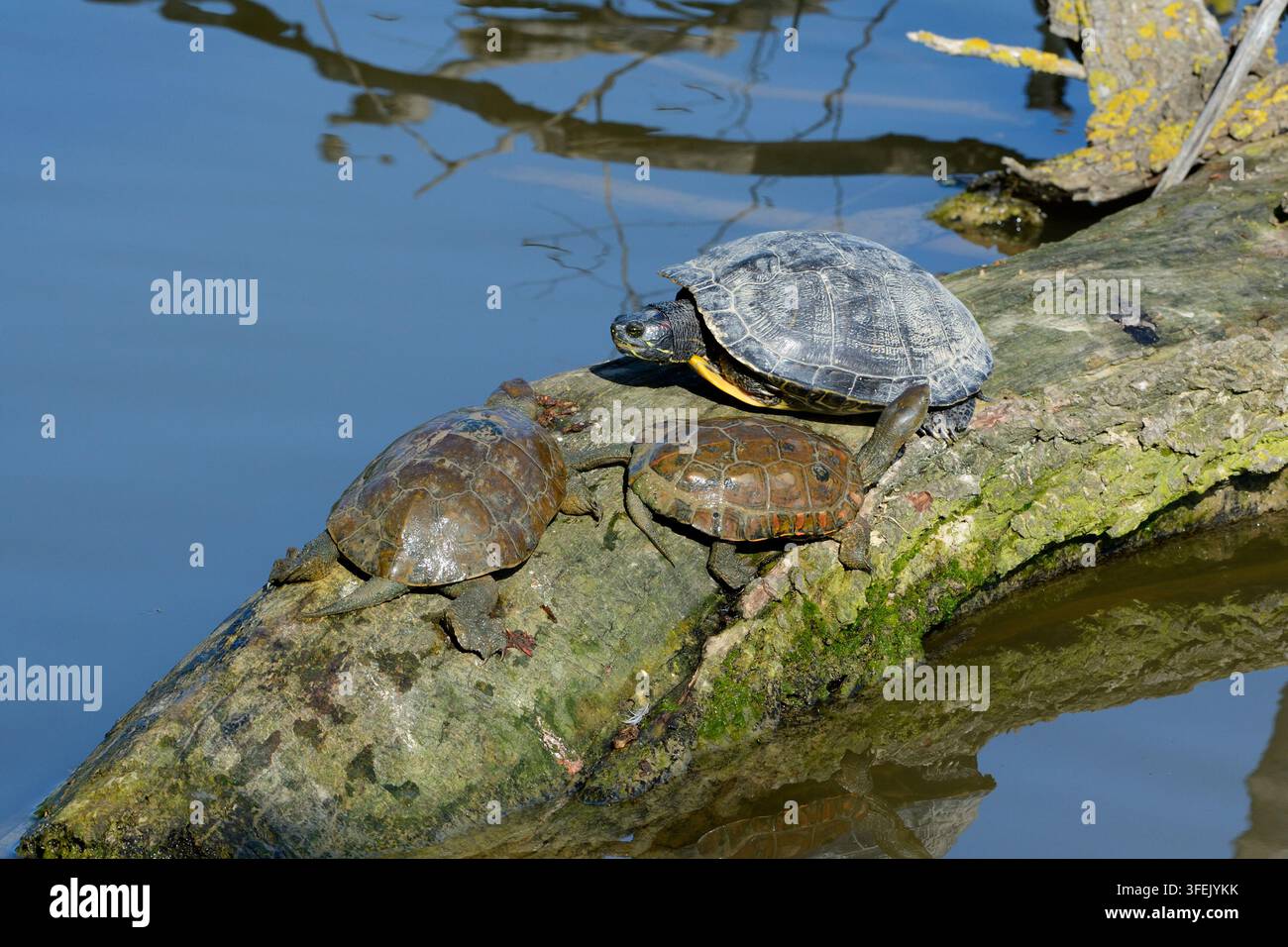 Tartaruga dalle orecchie rosse, Trachemys scripta elegans e Tartaruga dal ventre giallo, Trachemys scripta scripta; invasiva; nativa del Nord America; Aiguamolls de l'E Foto Stock