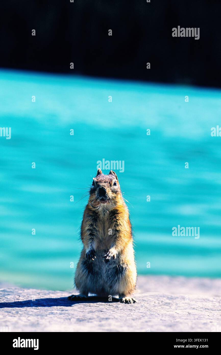 Simpatico scoiattolo terraguolo dal mantello dorato in piedi su una roccia e che guarda Foto Stock