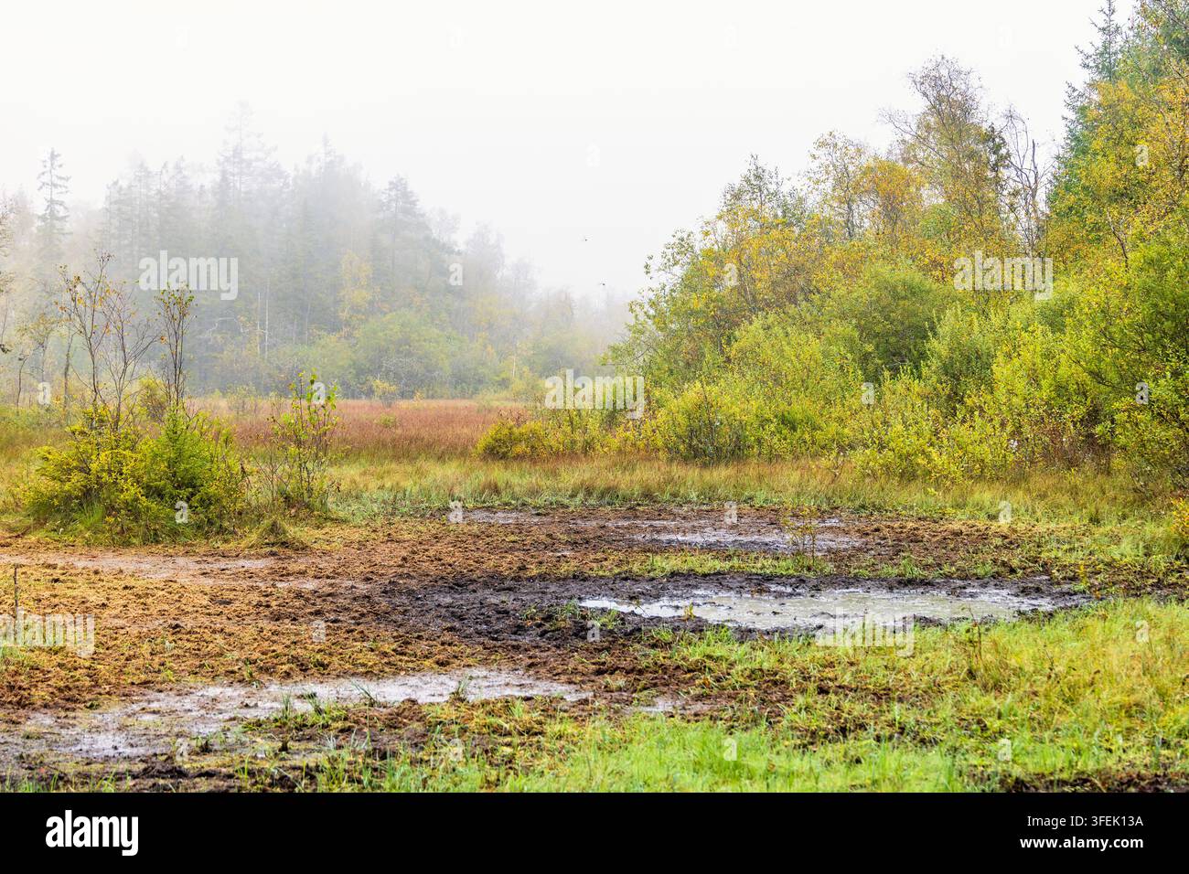 Palude con una pozza d'acqua fangosa in una foresta nebbiosa in autunno Foto Stock