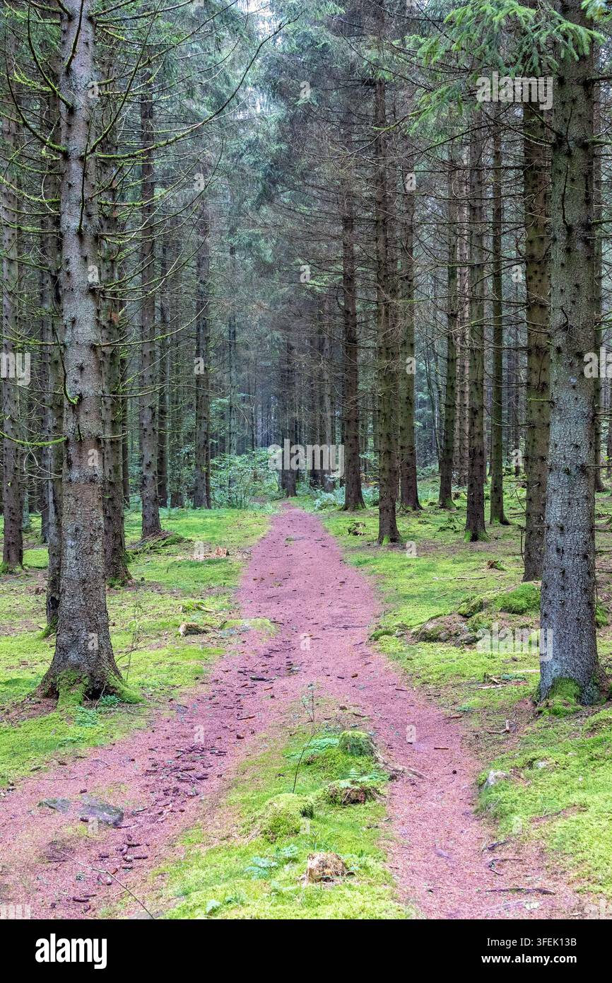 Sentiero boschivo in una foresta di abeti Foto Stock