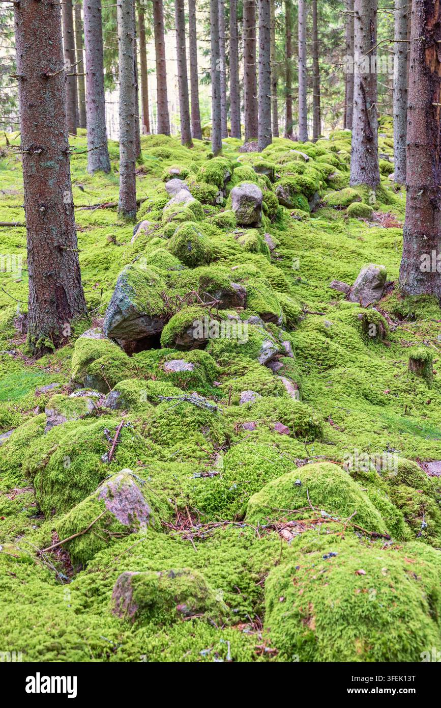 Muro di pietra ricoperto di muschio verde in una foresta Foto Stock