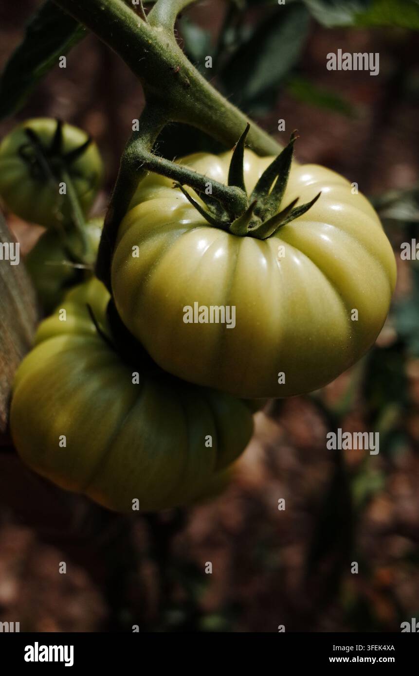 Pomodori verdi primo piano Foto Stock