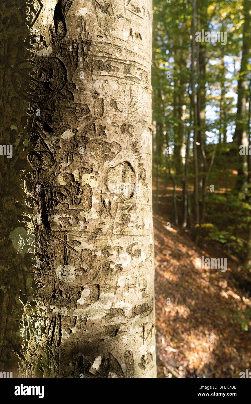 I visitatori incidono le loro iniziali su un tronco d'albero nei boschi di Bergen, in Norvegia, lasciando un segno permanente sulla foresta. Foto Stock