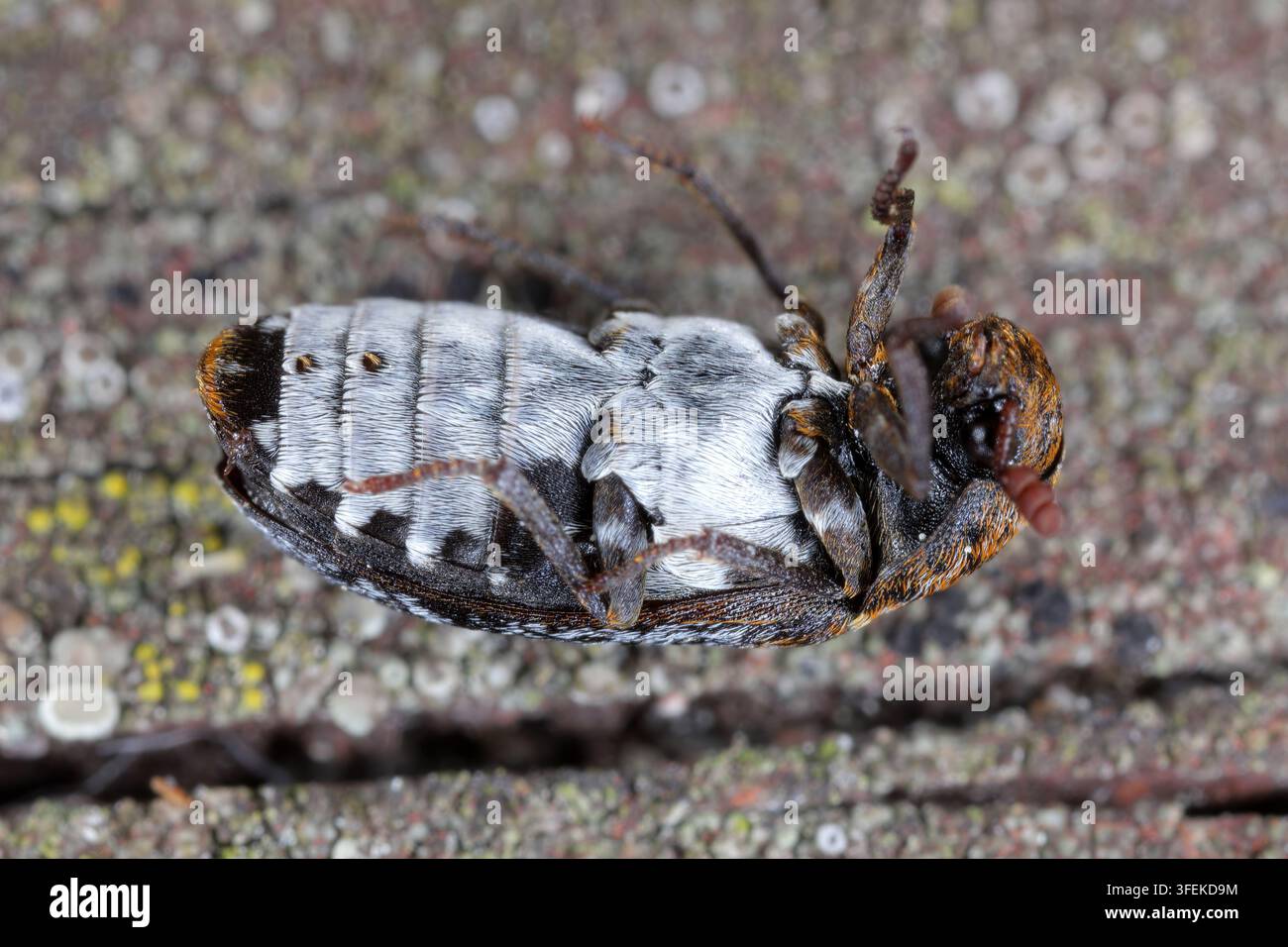 Maschio di Dermestes undulatus sdraiato sulla schiena, specie di carpette (Dermestidae) coleotteri della pelle. I peli specifici della specie sono visibili. Foto Stock