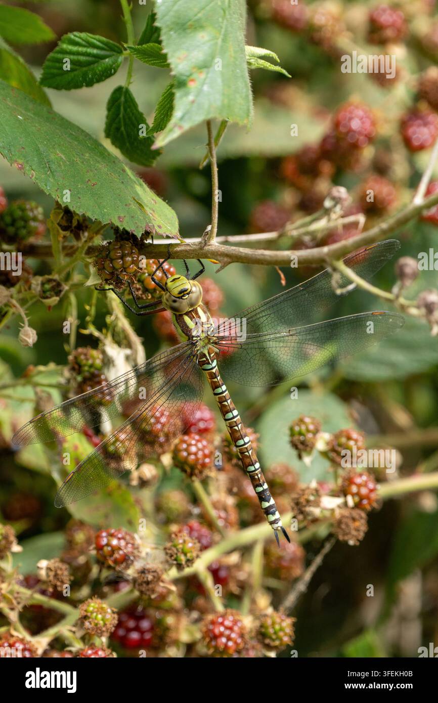 Venditrice migrante femmina (Aeshna mixta) in riposo su uno stelo di more Foto Stock