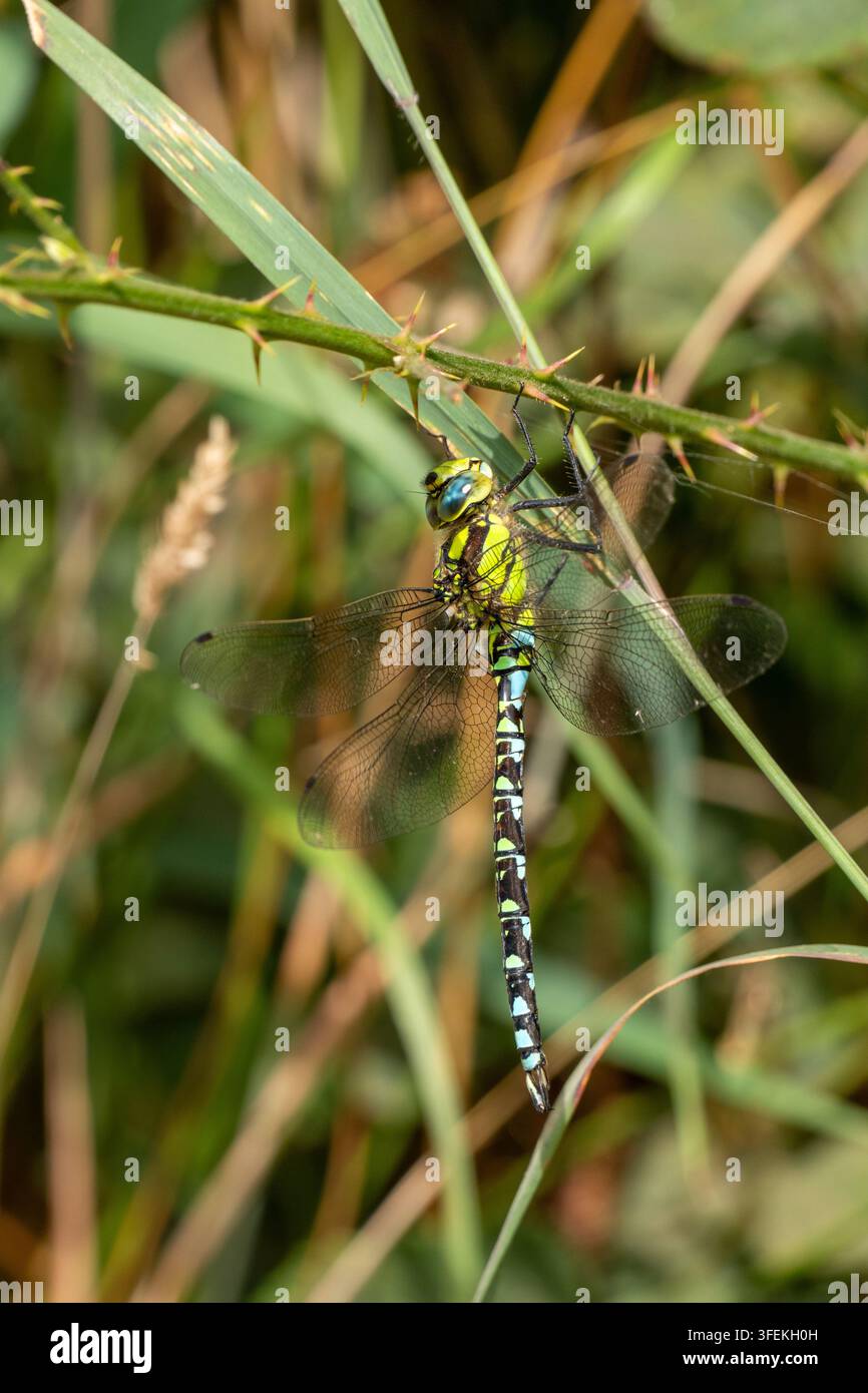 Venditore migrante maschio (Aeshna mixta) che riposa su una spina di rovo Foto Stock