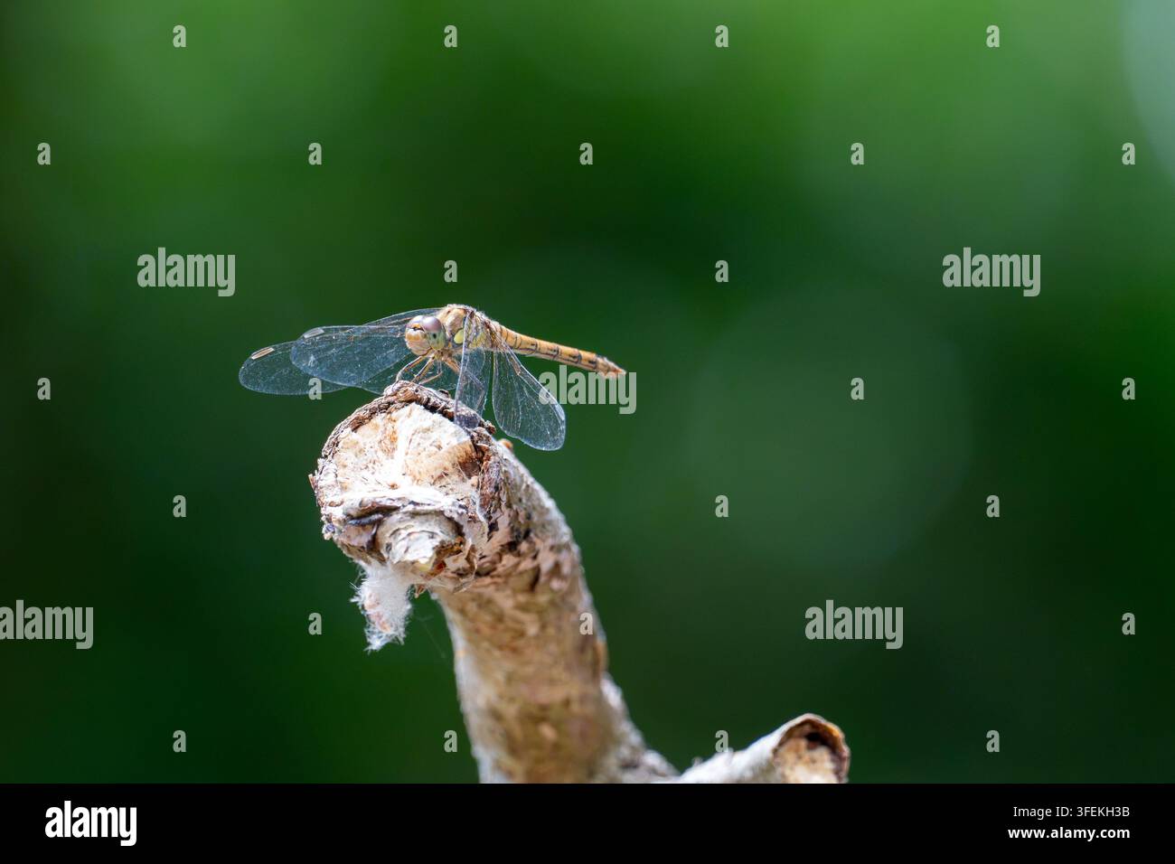 Libellula comune femmina (Sympetrum striolatum) appollaiata su un ramo strutturato, primo piano macro di profilo su uno sfondo verde pulito Foto Stock