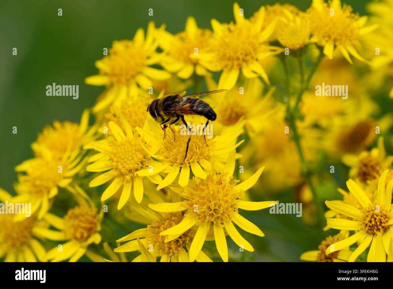 Mosca drone comune femmina (Eristalis tenax) che si nutre di fiori di centaurea gialla, Norfolk, Regno Unito Foto Stock