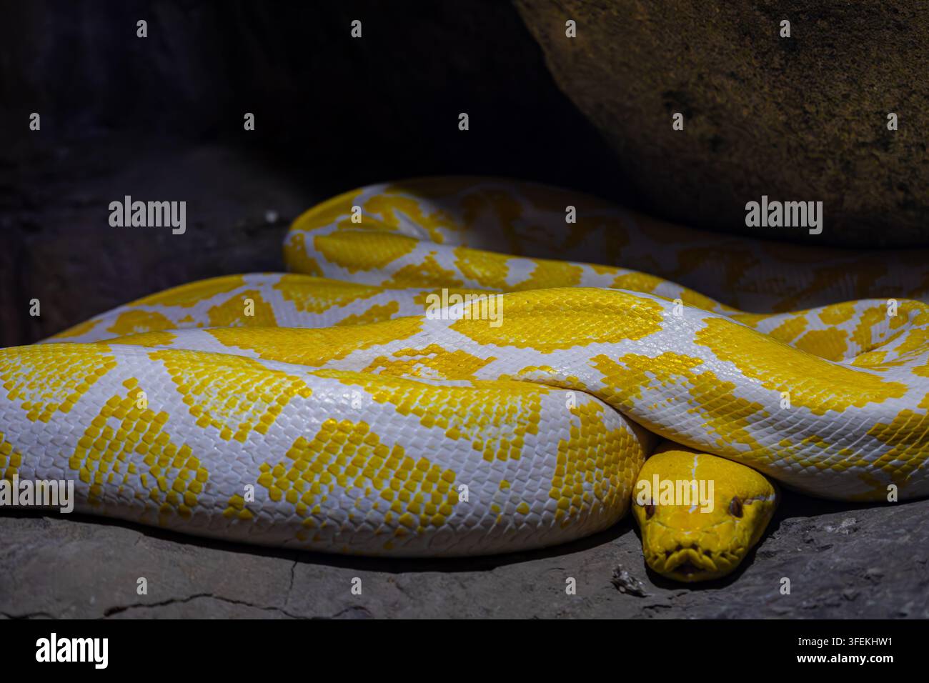Ritratto ravvicinato di un pitone birmano albino (Python bivittatus) che riposa su rocce, mostrando le sue squame gialle e bianche appariscenti. Foto Stock