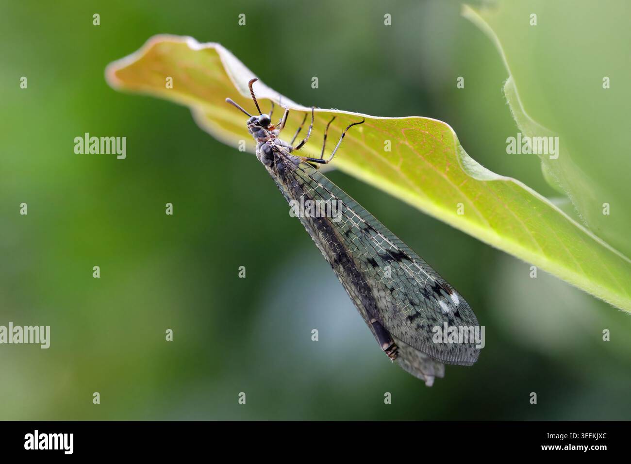 Amiroide alato maculato (Euroleon nostras) a riposo mentre si appende a una foglia verde. Sfondo sfocato. Foto Stock