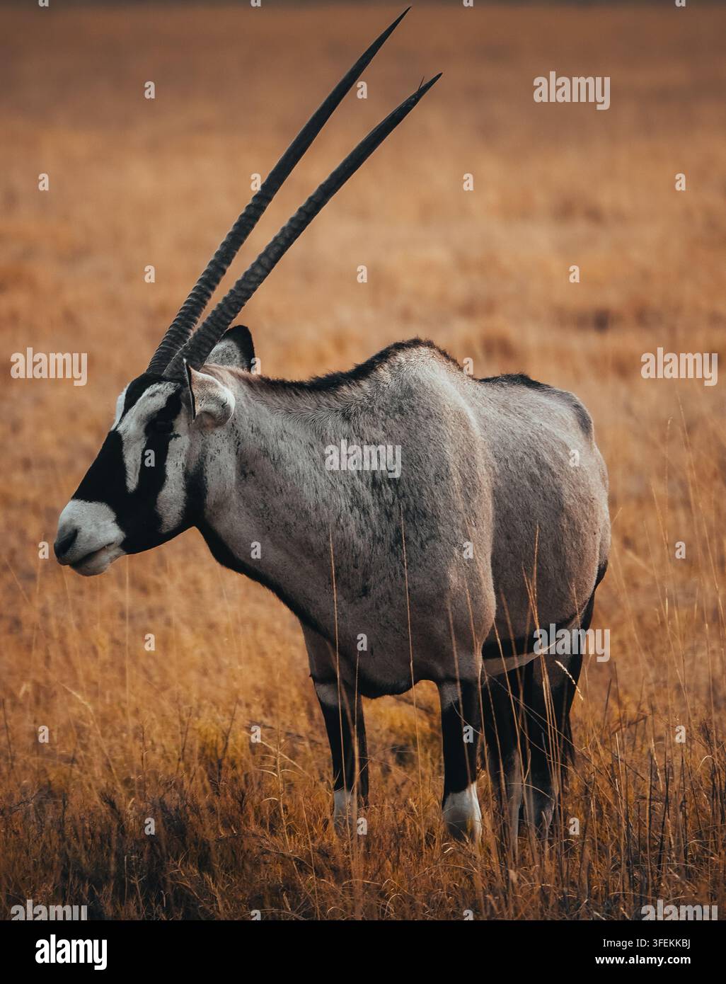 Gemsbok (Oryx) in piedi nella savana africana arida, Namibia Foto Stock