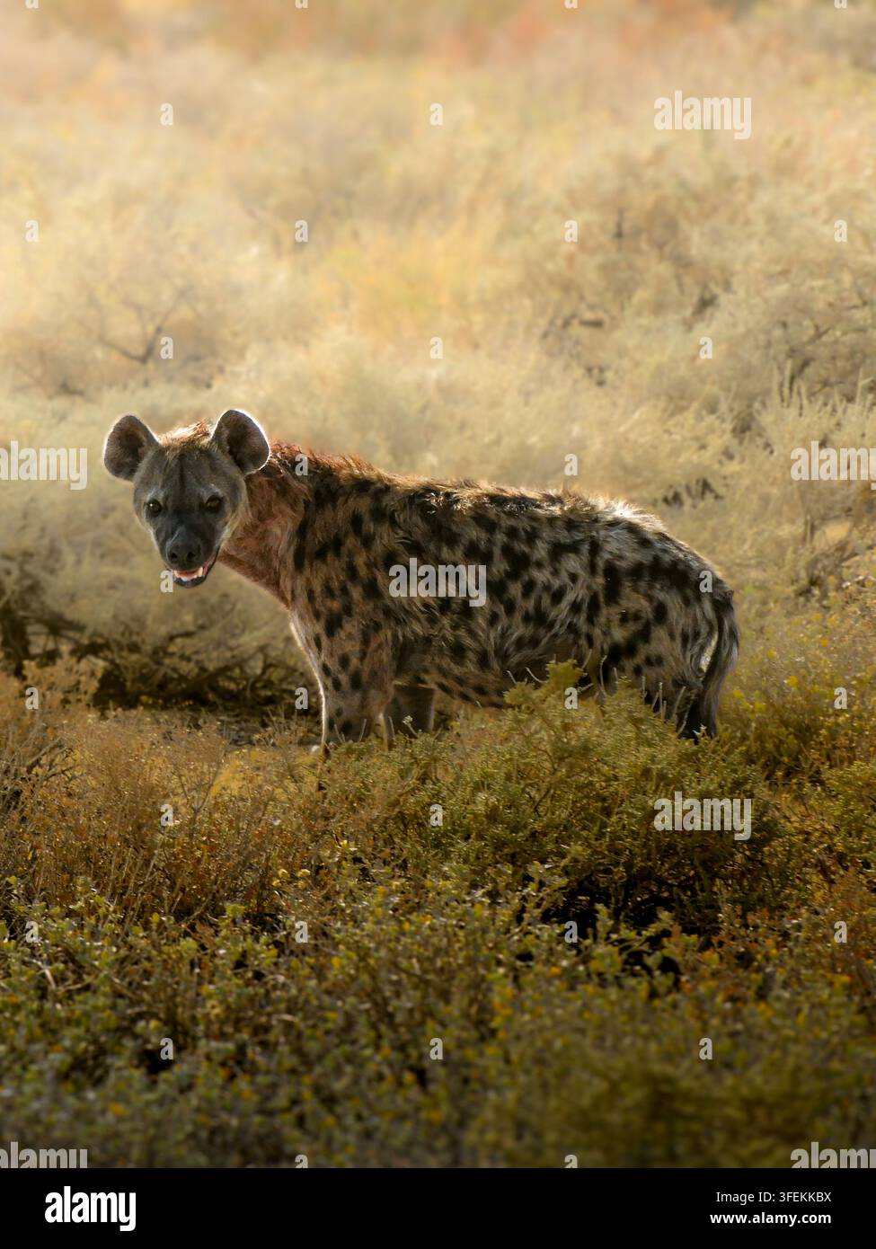 Iena maculata in piedi nella savana africana in Namibia Foto Stock