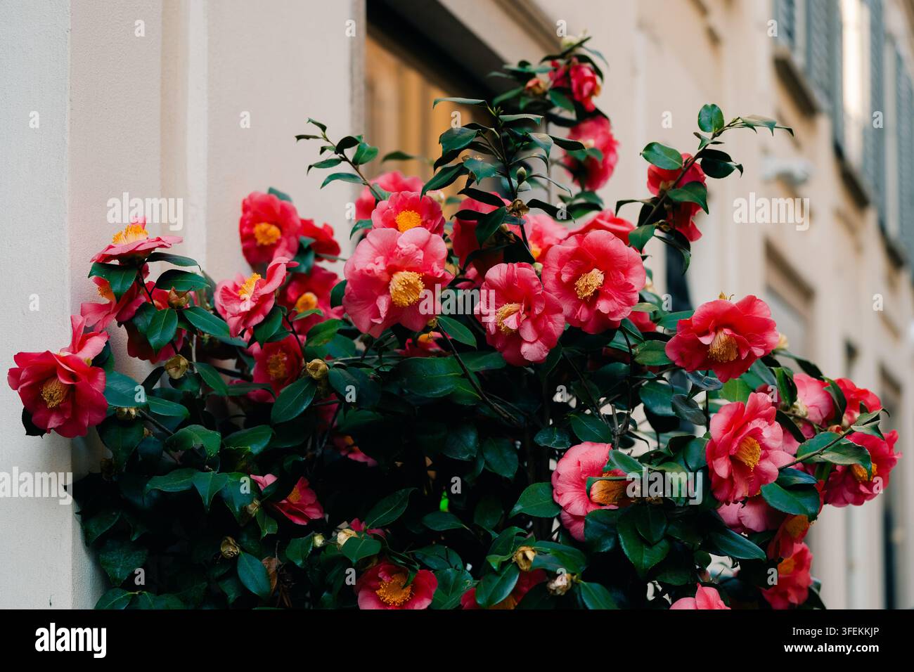 Fiori rossi in fiore vicino a un edificio urbano Foto Stock