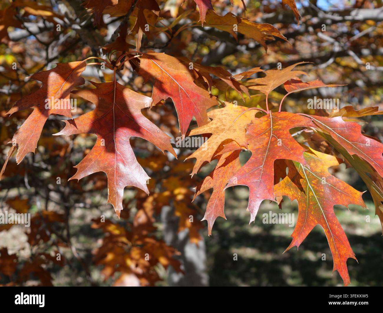 Foglie autunnali colorate di quercia rossa del nord (Quercus rubra) in Colorado Foto Stock