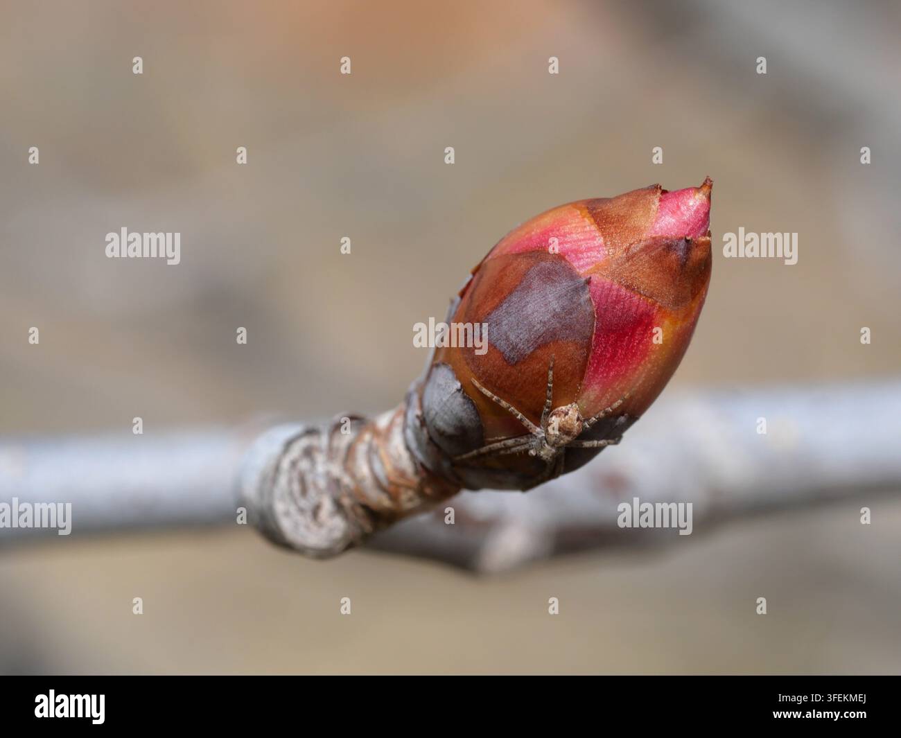 Prima vista di un bocciolo chiuso di Buckeye dell'Ohio (Aesculus glabra) prima dell'emergenza delle foglie, Colorado, USA Foto Stock