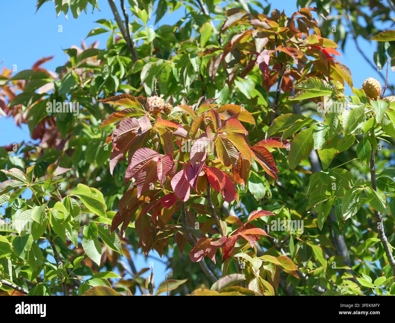 Foglie di Ohio Buckeye (Aesculus glabra) che diventano rosse e arancioni nella tarda estate, Colorado, USA Foto Stock